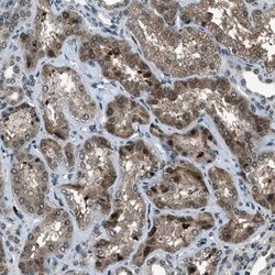 ACTL9 Antibody, Novus Biologicals 25ul | Buy Online | Novus Biologicals | Fisher Scientific