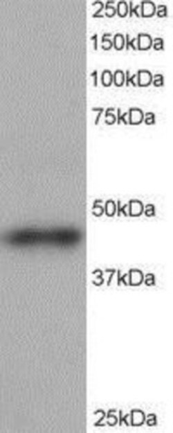 ACTR1B Antibody, Novus Biologicals 0.1 mg | Buy Online | Novus Biologicals | Fisher Scientific