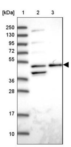ACTR3 Antibody, Novus Biologicals:Antibodies:Primary Antibodies