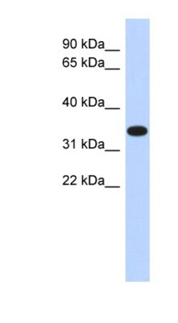 ACTRT1 Antibody, Novus Biologicals:Antibodies:Primary Antibodies