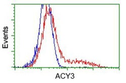 ACY3 Antibody (OTI2D5), Novus Biologicals 0.1mL; Unlabeled:Antibodies,