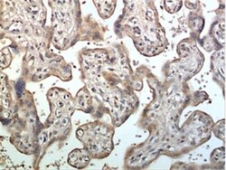 ADAM10 Antibody (MM0077-6D31) - Azide and BSA Free, Novus Biologicals:Antibodies:Primary