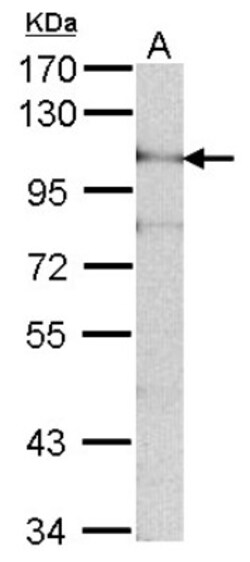 ADAM15 Antibody, Novus Biologicals 0.1 mL | Buy Online | Novus Biologicals | Fisher Scientific
