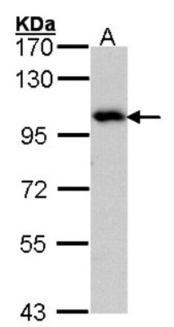 ADAM15 Antibody, Novus Biologicals 0.1 mL | Buy Online | Novus Biologicals | Fisher Scientific