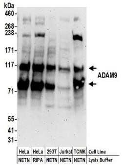 ADAM9 Antibody, Novus Biologicals 0.1mg; Unlabeled:Antibodies, Polyclonal