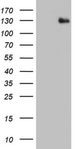 ADAMTS1 Antibody (OTI4H2), Novus Biologicals 0.1mL; Unlabeled:Antibodies,