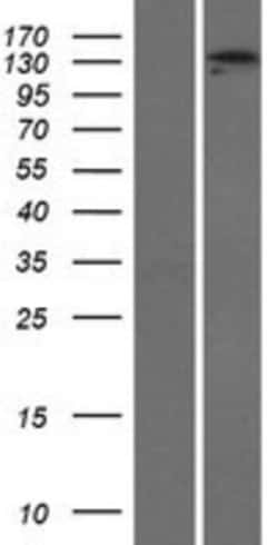 Novus Biologicals&trade;&nbsp;ADAMTS3 Overexpression Lysate