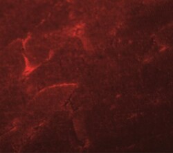 ADAMTSL5 Antibody - BSA Free, Novus Biologicals:Antibodies:Primary Antibodies