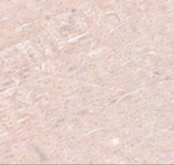 ADAMTSL5 Antibody - BSA Free, Novus Biologicals:Antibodies:Primary Antibodies