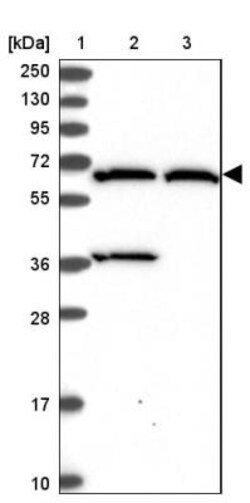 ADAMTSL5 Antibody, Novus Biologicals:Antibodies:Primary Antibodies