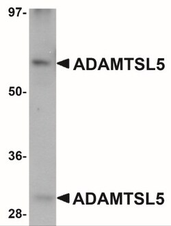 ADAMTSL5 Antibody - BSA Free, Novus Biologicals:Antibodies:Primary Antibodies