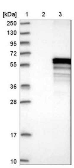 ADCK4 Antibody, Novus Biologicals:Antibodies:Primary Antibodies