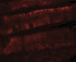 Adenosine A2b R Antibody - BSA Free, Novus Biologicals:Antibodies:Primary