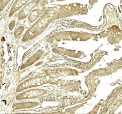Adenosine A2b R Antibody - BSA Free, Novus Biologicals:Antibodies:Primary