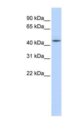 Adenosylhomocysteinase/AHCY Antibody, Novus Biologicals 0.05mg; Unlabeled:Antibodies,