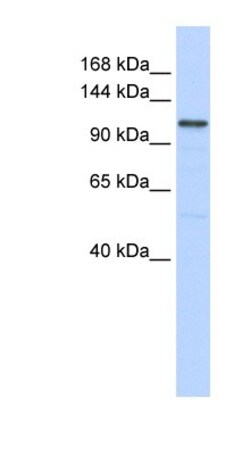 Adenylate Cyclase 8 Antibody, Novus Biologicals 0.05mg; Unlabeled:Antibodies,