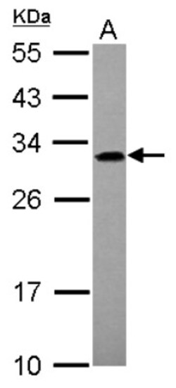 ADHFE1 Antibody, Novus Biologicals 0.1 mL | Buy Online | Novus Biologicals | Fisher Scientific