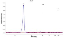 ADI1 Antibody, Novus Biologicals 0.1mL; Unlabeled:Antibodies, Polyclonal