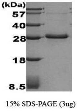 Novus Biologicals&trade;&nbsp;Recombinant Human Adiponectin/Acrp30 Protein