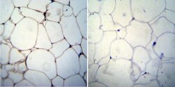 Adiponectin/Acrp30 Antibody (19F1), Novus Biologicals 0.1mg; Unlabeled:Antibodies,