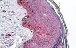 Adiponutrin/PNPLA3 Antibody, Novus Biologicals 0.1mg; Unlabeled:Antibodies,