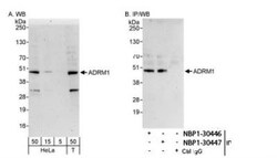 ADRM1 Antibody, Novus Biologicals 0.1mg; Unlabeled:Antibodies