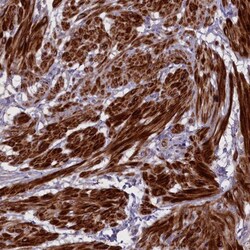 Adropin Antibody, Novus Biologicals 0.1mL; Unlabeled:Antibodies, Polyclonal