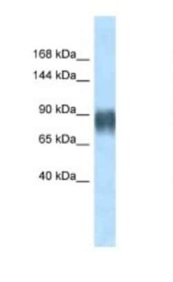 Advillin Antibody, Novus Biologicals:Antibodies:Primary Antibodies