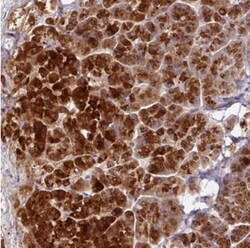 AEBP2 Antibody, Novus Biologicals:Antibodies:Primary Antibodies