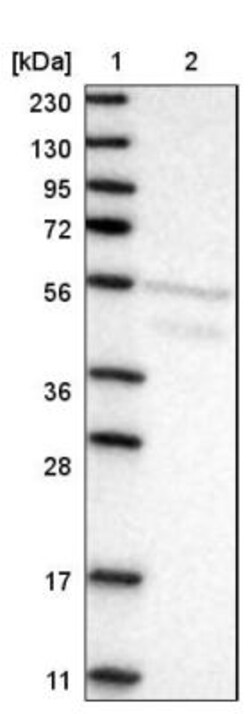 AEBP2 Antibody, Novus Biologicals:Antibodies:Primary Antibodies