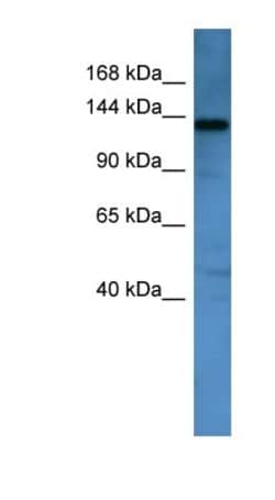 AF4 Antibody, Novus Biologicals:Antibodies:Primary Antibodies