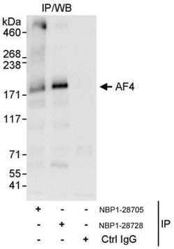 AF4 Antibody, Novus Biologicals 0.1mg; Unlabeled:Antibodies, Polyclonal