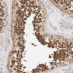 Afadin/AF-6 Antibody, Novus Biologicals 0.1mL; Unlabeled:Antibodies, Polyclonal