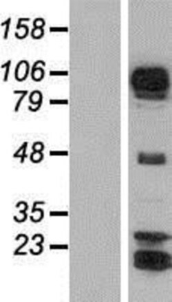 Novus Biologicals&trade;&nbsp;AFAP1L1 Overexpression Lysate