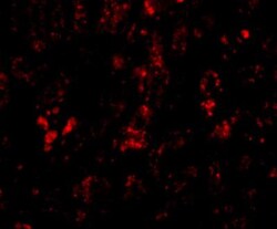 AFAP1L2 Antibody - BSA Free, Novus Biologicals 0.1mg; Unlabeled:Antibodies,
