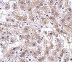 AFAP1L2 Antibody - BSA Free, Novus Biologicals 0.1mg; Unlabeled:Antibodies,