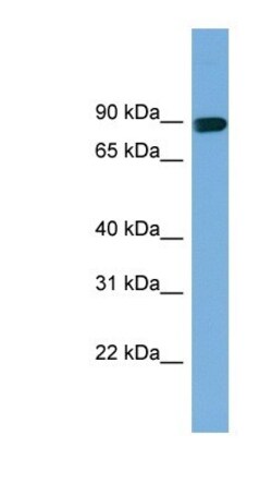 AFAP Antibody, Novus Biologicals 20&mu;L; Unlabeled:Antibodies, Polyclonal