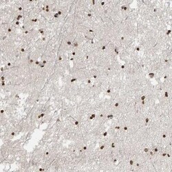 AFF4 Antibody, Novus Biologicals:Antibodies:Primary Antibodies