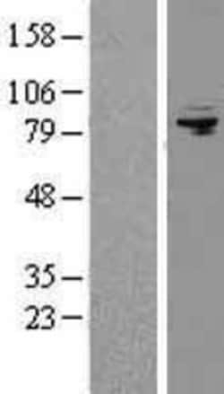 Novus Biologicals&trade;&nbsp;AFG3L2 Overexpression Lysate