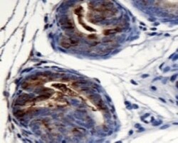 AG-2/AGR2 Antibody - BSA Free, Novus Biologicals 0.025mL; Unlabeled:Antibodies,