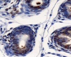 AG-2/AGR2 Antibody - BSA Free, Novus Biologicals 0.1mL; Unlabeled:Antibodies,