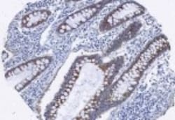 AG-2/AGR2 Antibody, Novus Biologicals 0.1mg; Unlabeled:Antibodies, Polyclonal