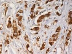 AG-3/AGR3 Antibody (AGR3.1) - BSA Free, Novus Biologicals 0.1 mg | Buy Online | Novus Biologicals | Fisher Scientific