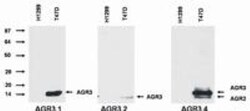 AG-3/AGR3 Antibody (AGR3.1) - BSA Free, Novus Biologicals 0.1 mg | Buy Online | Novus Biologicals | Fisher Scientific