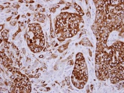 AG-3/AGR3 Antibody, Novus Biologicals 0.1mg; Unlabeled:Antibodies, Polyclonal