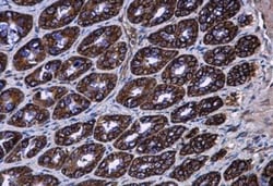 AG-3/AGR3 Antibody, Novus Biologicals 0.1mL; Unlabeled:Antibodies, Polyclonal