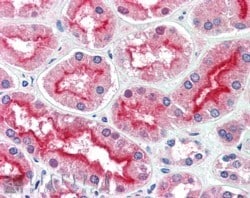 AGAP3 Antibody, Novus Biologicals 0.1 mg | Buy Online | Novus Biologicals | Fisher Scientific