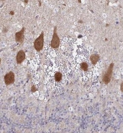 AGFG2 Antibody, Novus Biologicals:Antibodies:Primary Antibodies