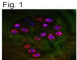 Aggrecan Neoepitope Antibody - BSA Free, Novus Biologicals:Antibodies:Primary