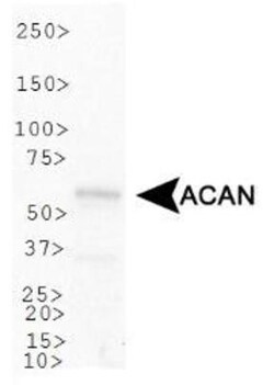Aggrecan Neoepitope Antibody - BSA Free, Novus Biologicals:Antibodies:Primary